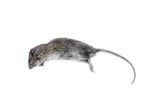 rata muerta aislada en un fondo blanco foto