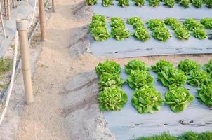 green salad and  salad lettuce plants in vegetable farm,Cultivated field of salad in row with nutrition bag in front of farm photo