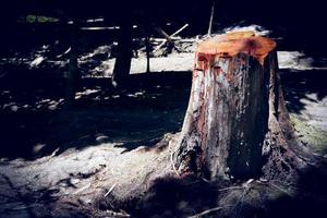 Tree stumps in a clear-cut forest field ,Trees being cut down in a dense forest. photo