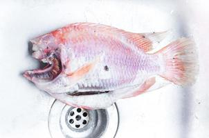 Dead fish, rotten in the water Conceptualizing pollutants in waste water,  dead fish flies and ants in a sink photo