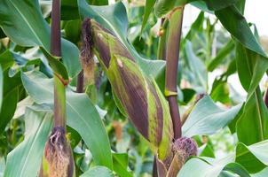 Cob purple fresh corn on the stalk, ready for harvest, purple corn in field agriculture,corn cobs on stalks in farm field photo