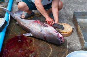 Fisherman to cleans dissected a freshly big fish Iridescent shark, Striped catfish, Sutchi catfish with a knife photo