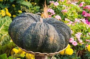 calabaza puesta en una cesta en el jardín, cosecha de otoño foto