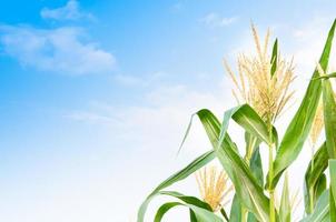 Corn field in clear day, corn tree with blue cloudy Sky photo