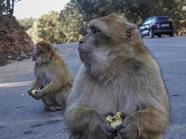 mono macaco barbary, parque nacional de ifrane, marruecos. foto