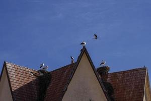 Storks in Ifrane, swiss style village Morocco photo