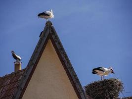 Storks in Ifrane, swiss style village Morocco photo