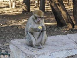 Monkey Barbary macaque, Ifrane national park, Morocco. photo