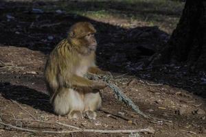mono macaco barbary, parque nacional de ifrane, marruecos. foto