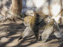 Monkey Barbary macaque, Ifrane national park, Morocco. photo