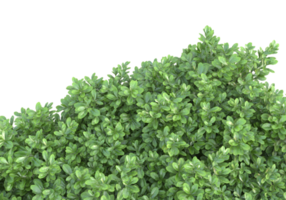 Realistic foliage isolated on transparent background. 3d rendering - illustration png