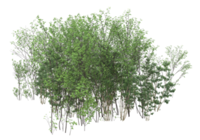 Realistic foliage isolated on transparent background. 3d rendering - illustration png