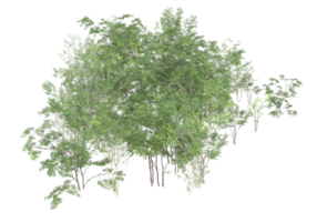 Realistic foliage isolated on transparent background. 3d rendering - illustration png