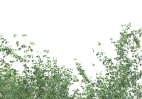 Realistic foliage isolated on transparent background. 3d rendering - illustration png