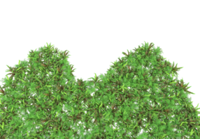 Realistic foliage isolated on transparent background. 3d rendering - illustration png