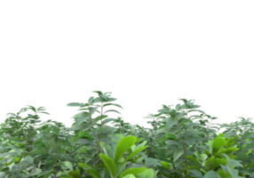 Realistic foliage isolated on transparent background. 3d rendering - illustration png