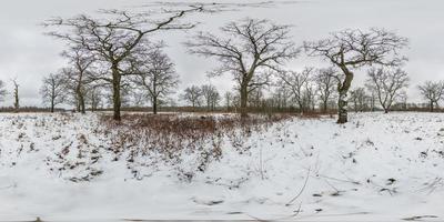 full seamless spherical winter hdri 360 panorama view among oak grove with clumsy branches in forest with snow in equirectangular projection, ready VR AR content photo