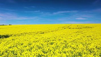 Drone video of flight over blooming and yellow shining rape fields