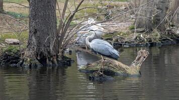 Animal Mystery World photo