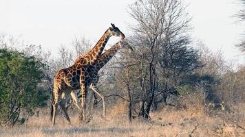 mundo misterioso animal foto