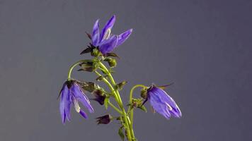 hermosa flor misteriosa foto