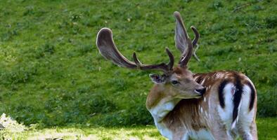 mysterious animal world photo