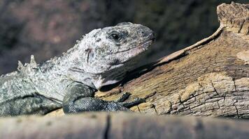 mysterious animal world photo