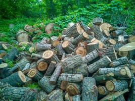 A large pile of firewood on the meadow. Pile of wood logs. photo