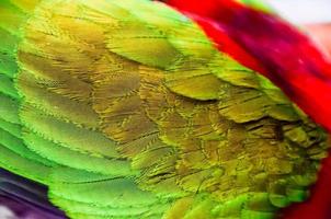 primer plano de aves tropicales foto