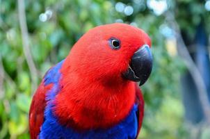 Tropical bird close-up photo