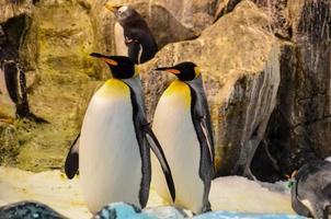 Penguins animal close-up photo