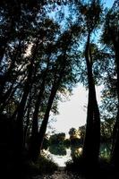 View of the woods in the evening photo