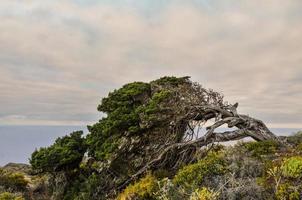 árbol muerto en el acantilado foto