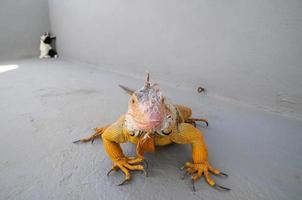 orange lizard close-up photo