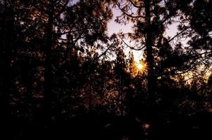 vista del bosque por la noche foto