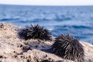 Sea urchin close-up photo