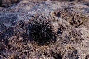Sea urchin close-up photo