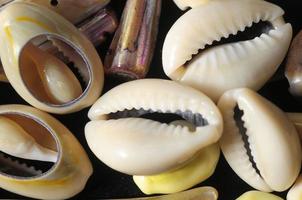 Sea Shells close-up photo