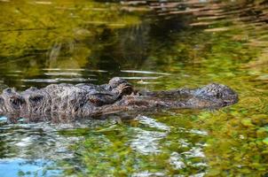 Alligator in the water photo