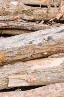 pila de troncos de madera foto