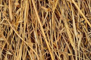 Dry wheat close-up photo