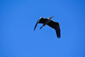 Bird flying under blue sky photo