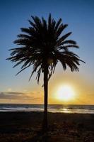 Palm trees at sunset photo