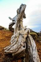 primer plano del tronco de un árbol foto