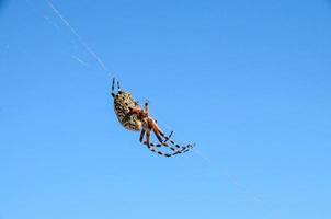 araña en la web foto