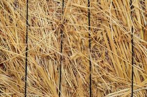 Hay close-up texture photo