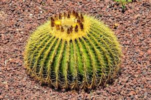 Round cactus plant photo