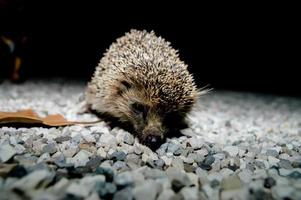 Hedgehog close up photo