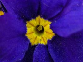 Blue flower closeup photo