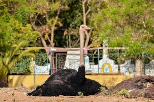 Ostrich in the zoo photo